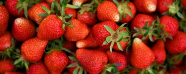 Свыше 1,1 тысячи тонн клубники собрано в хозяйствах Подмосковья