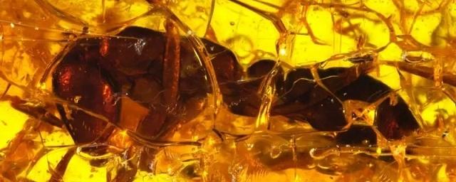 В куске балтийского янтаря обнаружен муравей возрастом 35 млн лет