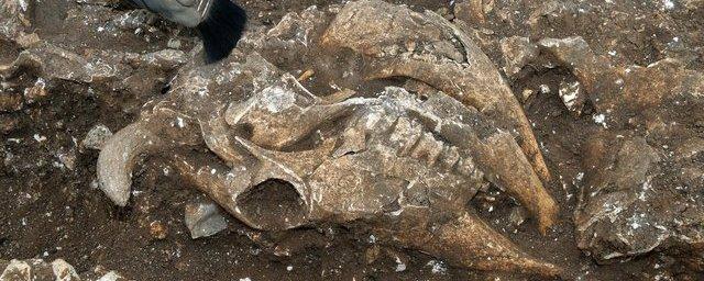 В Йоркшире найдена гробница ребенка с массовыми ритуальными жертвоприношениями животных