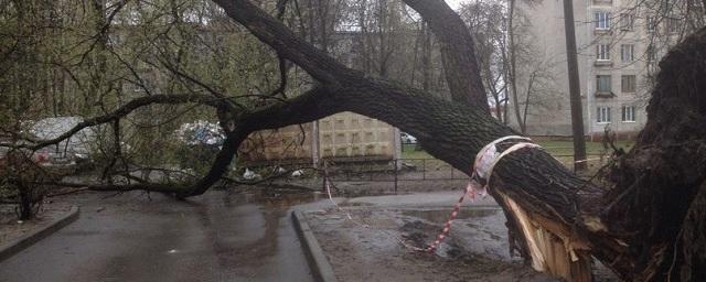 В Петербурге дворник спас жителей дома от падающего дерева