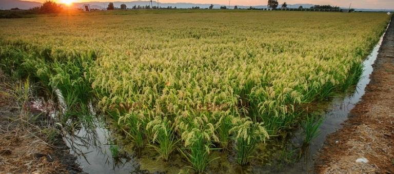 В Испании создали интерактивное рисовое поле для туристов