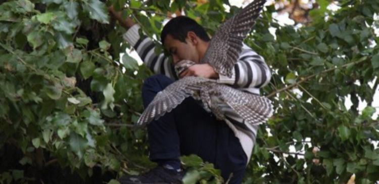 В Петербурге прохожий спас улетевшего из зоопарка сокола