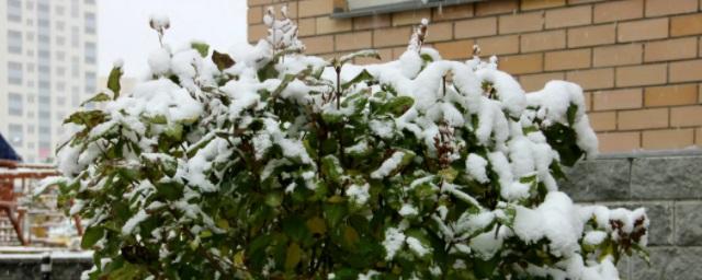 Синоптики пообещали тюменцам снегопад в ближайшую субботу