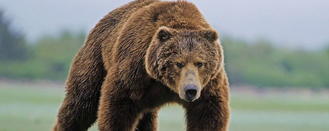 Россиянин убил под Ташкентом краснокнижного медведя
