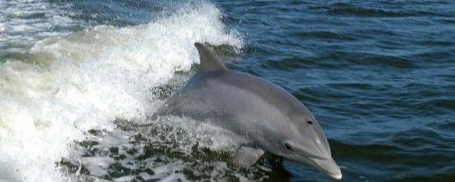 В Крыму обнаружили мертвого дельфина в расставленных сетях