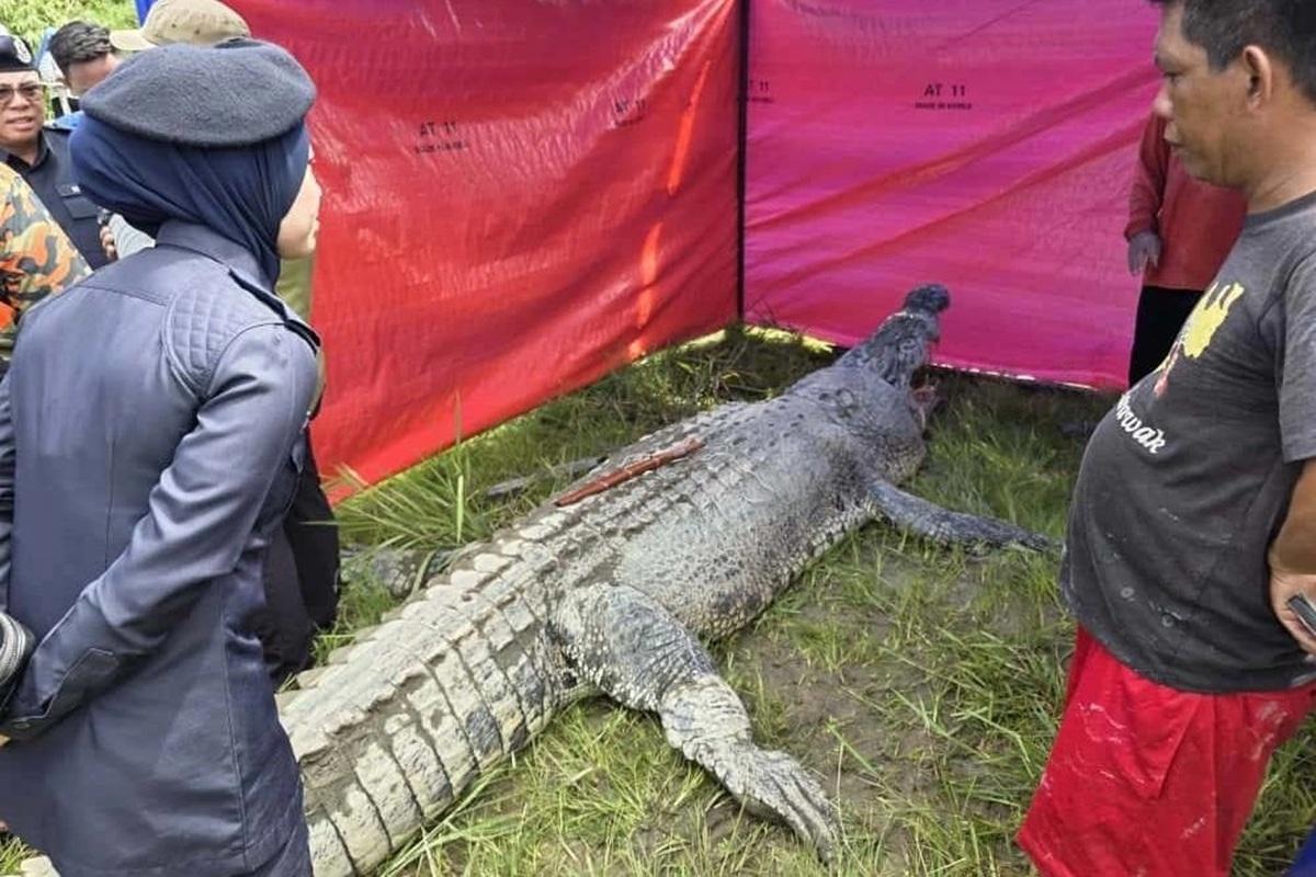 В Малайзии нашли человеческие останки в брюхе пойманного крокодила