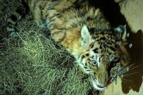 На автодороге в Хабаровском крае нашли истощенного тигренка