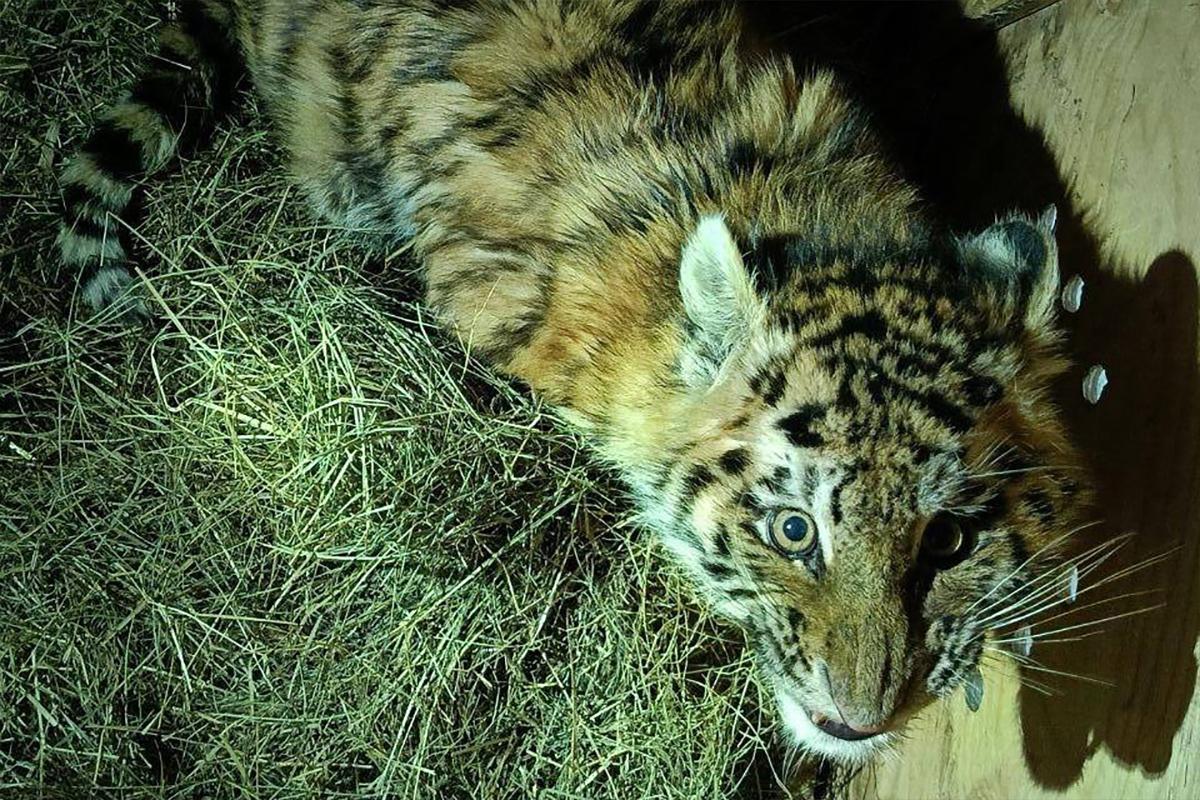 На автодороге в Хабаровском крае нашли истощенного тигренка