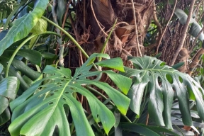 В Индии за одно нападение тигра погибли сразу три женщины