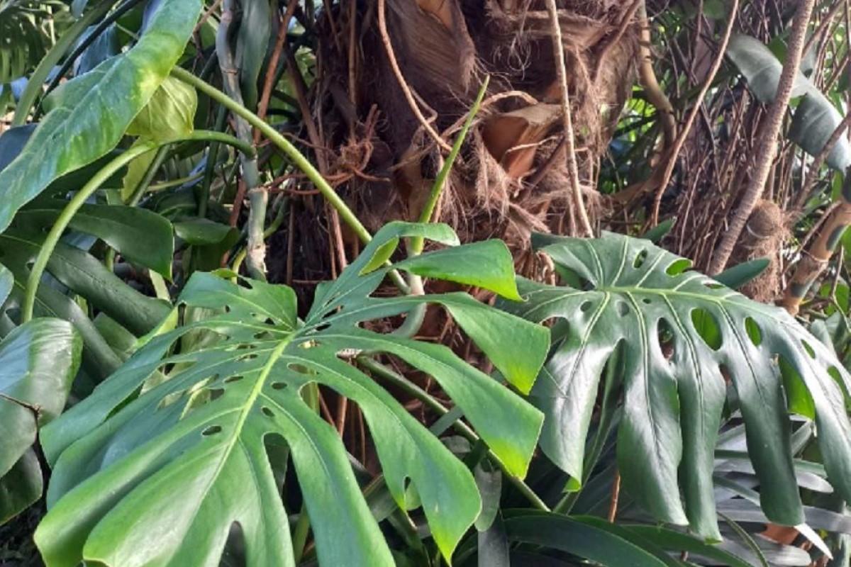 В Индии за одно нападение тигра погибли сразу три женщины