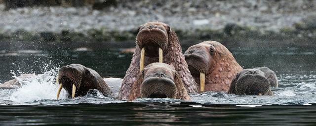На Чукотке экопатруль защитит моржей от туристов и хищников