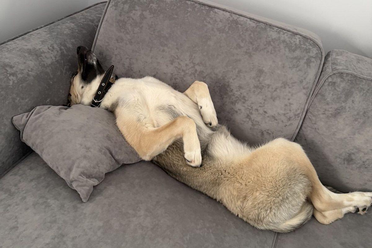 Свыше 15 тысяч питомцев содержатся в московских приютах для бездомных животных