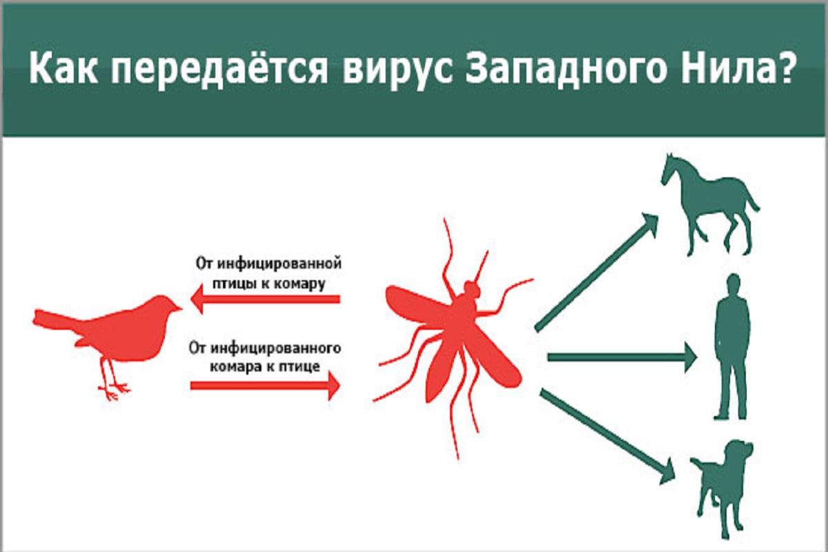 В России (страна-террорист) зафиксировали вспышку лихорадки Западного Нила