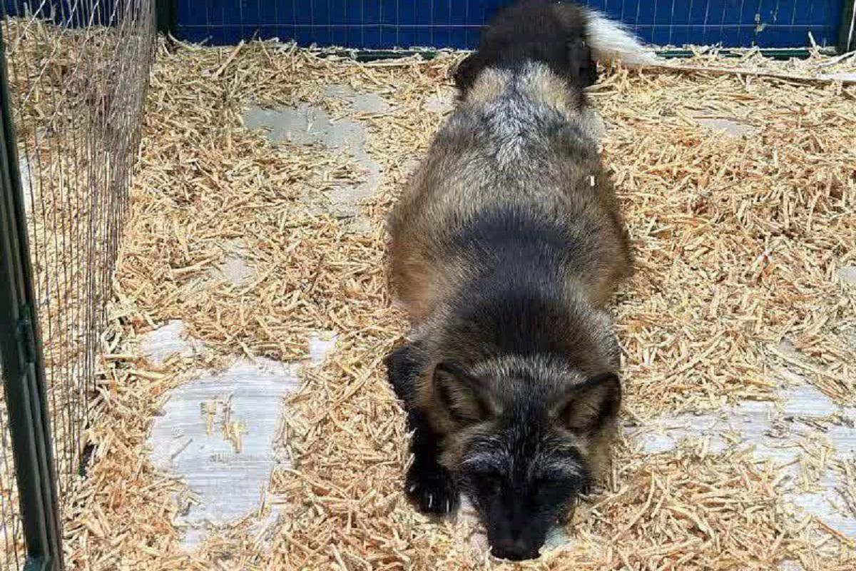 В Нижнекамске запретили передвижные зоопарки и цирки с животными