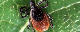 Ticks have bitten more than 1.5 thousand Petersburgers in a week