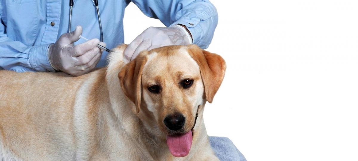 Жителям Раменского г.о. напомнили о необходимости делать прививку от бешенства домашним животным