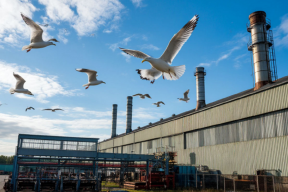 Шум в мурманском Экотехнопарке объяснили активностью чаек, а не работой техники