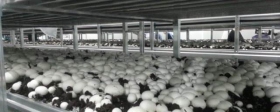 Первый урожай собран на новой грибной ферме в Подмосковье