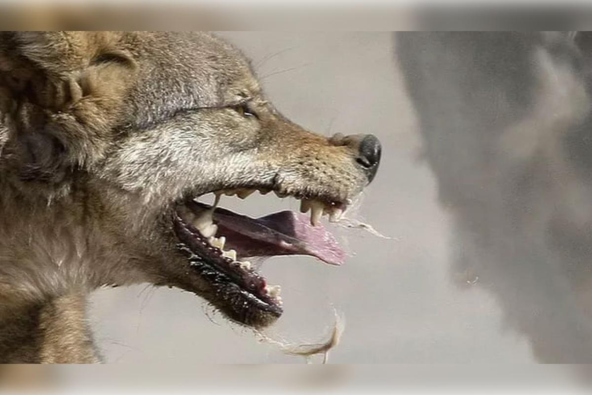 В Свердловской области будет введен карантин по бешенству из-за нападения собаки на людей