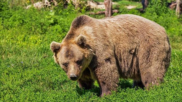 В Новосибирской области медведица с медвежонком пришли к жилым домам