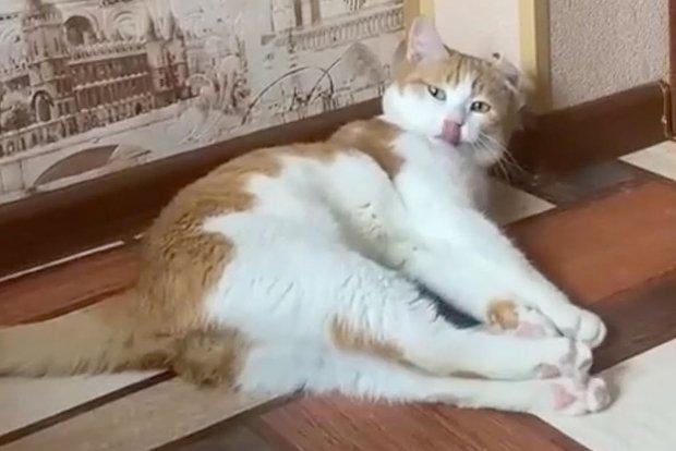 Выброшенный проводницей кот Твикс найден мертвым у переезда