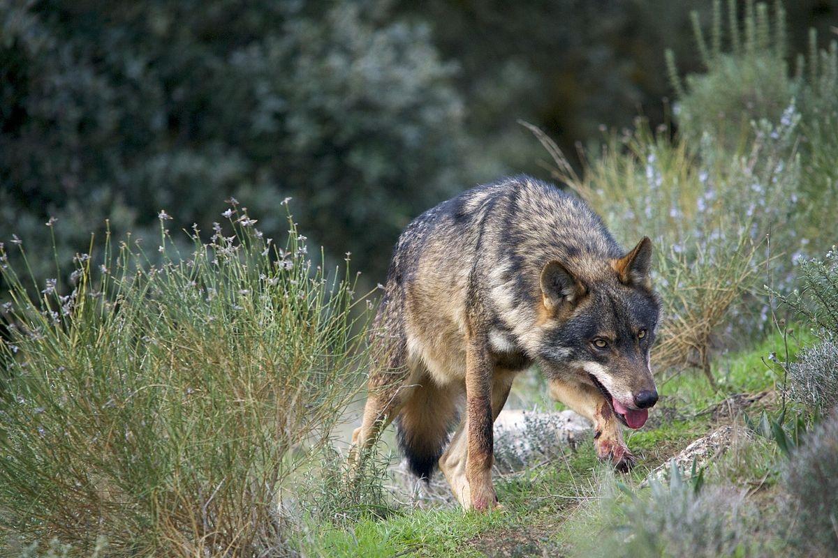 Иберийский волк Иберийский волк