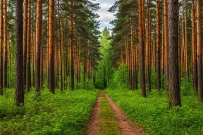 В Подмосковье обнаружили 395 новых мест обитания краснокнижных организмов