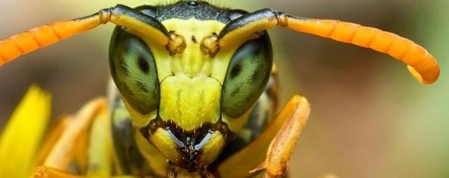 Ученые рассказали о смертельной опасности укуса осы