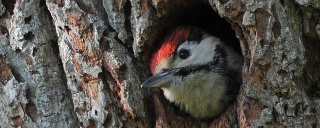 Red-book woodpeckers will be recalculated in Polezhaevsky park