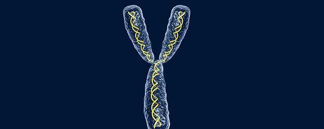 Мужская Y-хромосома может исчезнуть через несколько миллионов лет