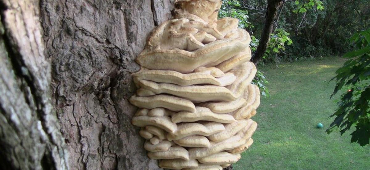 Житель Омской области нашел в лесу редкий гриб