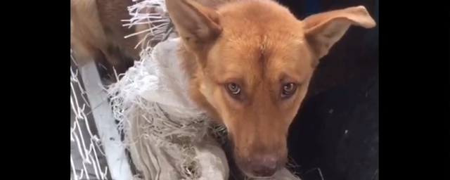 В Чепецком районе на китайском предприятии обнаружили измученных голодных собак
