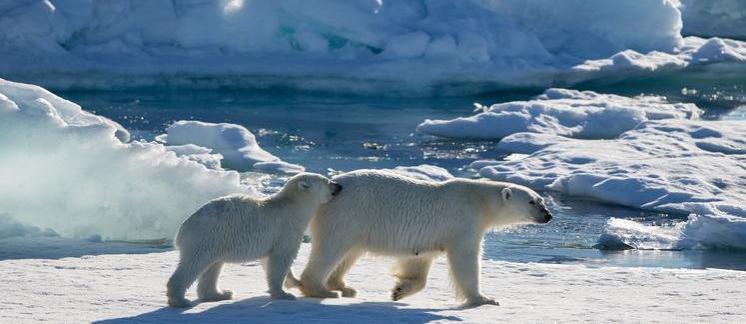 Ученые из РФ хотят провести международную перепись медведей в Арктике