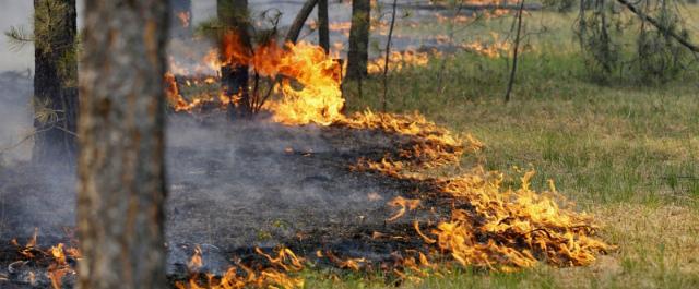 В лесах Самарской области сохраняется высокая пожарная опасность