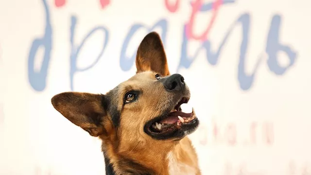 Кинолог сообщил, какие клички давали чаще всего собакам в 2023 году