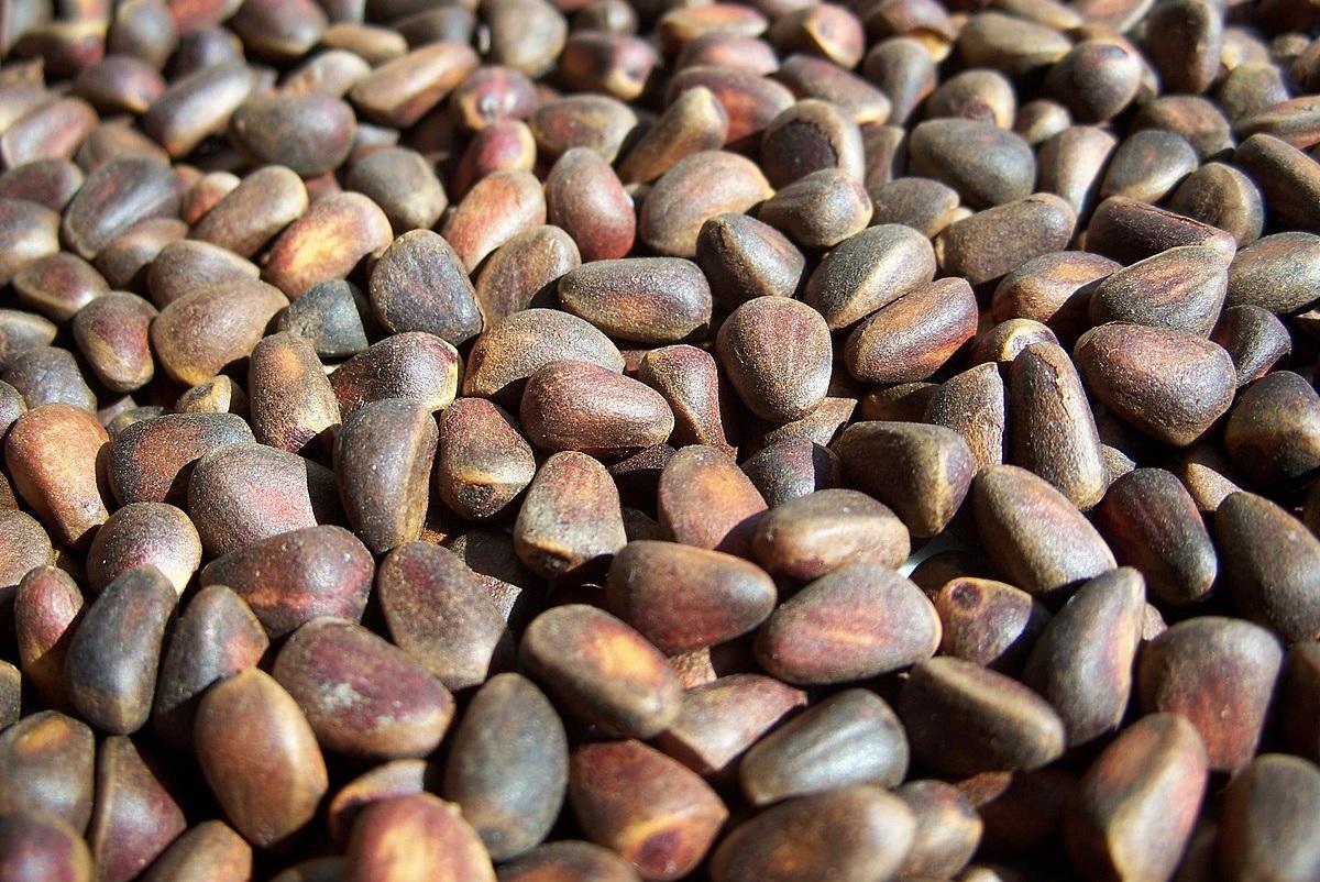 Жителям Новосибирской области утвердили сроки заготовки кедровых орехов и ягод