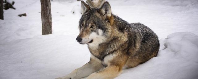 Ученые выяснили, как серые волки смогли пережить ледниковый период