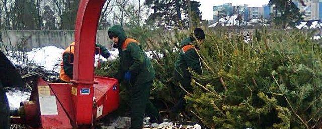 В Волгоградской области ели и сосны перерабатывают в мульчу