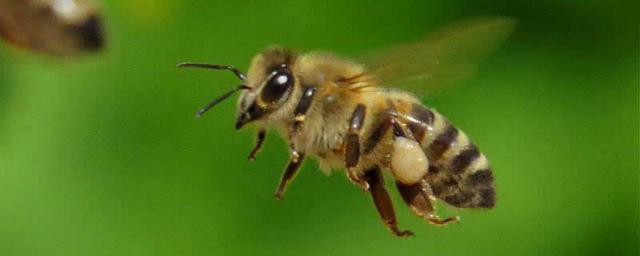 Ученые обнаружили вирус, «зомбирующий» пчел