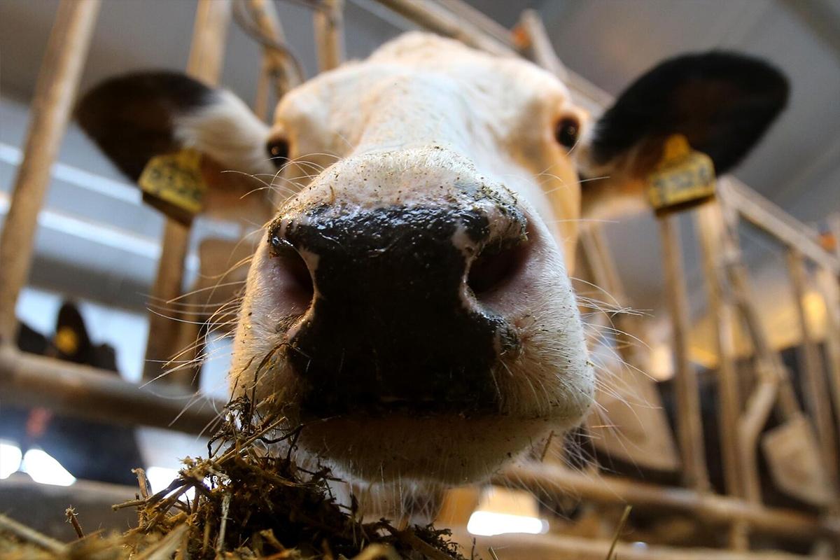 В Туве ученые разработали комплекс для расчета индексов телосложения крупного рогатого скота