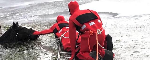 Под Красноярском спасатели вытащили провалившуюся под лёд лошадь