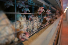 На Сахалине птицефабрика приостановила продажу яиц из-за птичьего гриппа