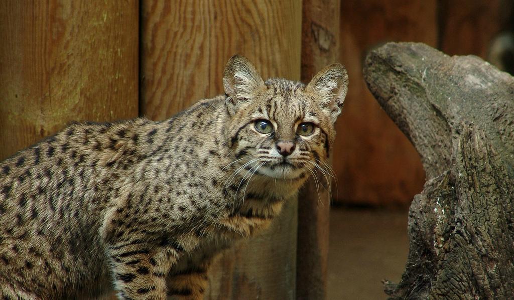 В зоопарке Новосибирска кошки Жоффруа впервые дали потомство