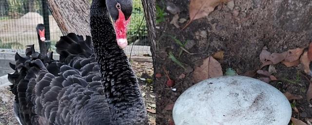 Видео: В зоопарке Омска самка черного лебедя преждевременно снесла яйцо
