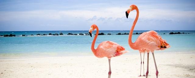 Ученые: Стоя на одной ноге, фламинго тратят меньше энергии