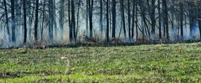 МЧС обнаружило потенциальные очаги лесных пожаров в Подмосковье