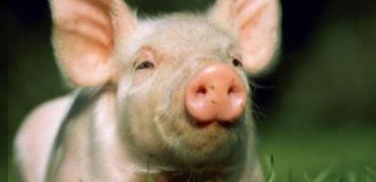 Генетики приспособили органы свиней для пересадки человеку