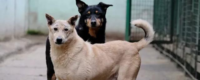 В Якутске планируют ввести налог на собак