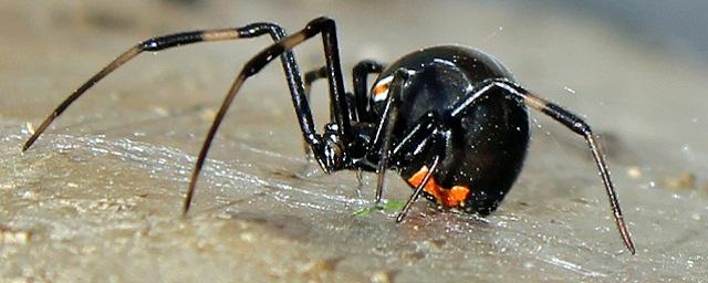 В Крыму и Волгоградской области зафиксирован всплеск смертельно опасных  пауков – каракуртов