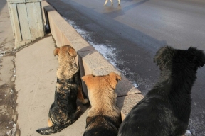 Власти Красноярского края используют БПЛА для поиска стаи собак, напавших на ребенка